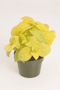 coleus_wizard_golden