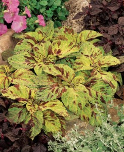 coleus_wizard_mosaic