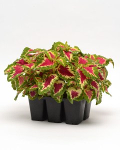 coleus_wizard_rose2