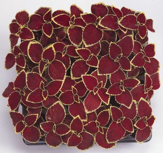 coleus_wizard_scarlet2