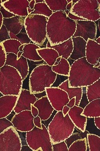 coleus_wizard_scarlet