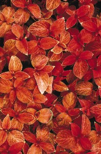 coleus_wizard_sunset