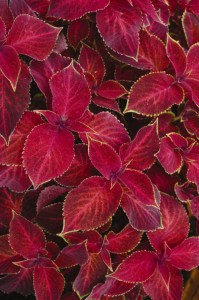coleus_wizard_velvet_red