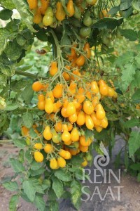 cv029_dattelwein_web_600