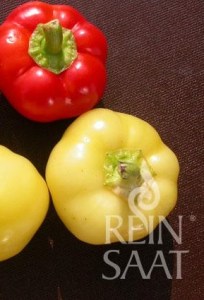 cv111_mustafa_we_5a3c44b02c