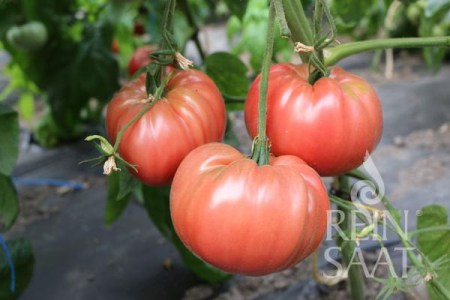 bio rajciny, semená bio rajcín, Olena Ukrainian, 