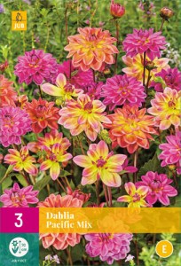 dahlia-pacific-mix-i