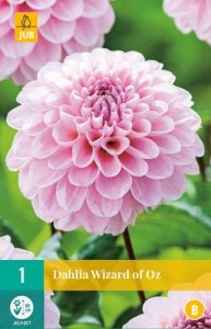 dahlia-wizard-of-oz-i