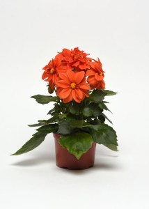 dahlia_figaro_orange_shades2