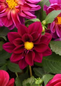 dahlia_figaro_violet_shades