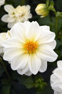 dahlia_figaro_white2
