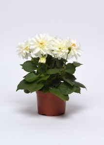 dahlia_figaro_white