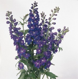 delphinium_guardian_blue2