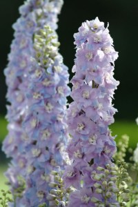 delphinium_guardian_lavender2