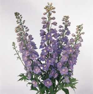delphinium_guardian_lavender3