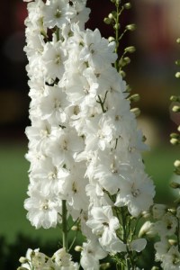 delphinium_guardian_whitee