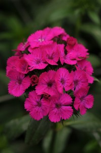 dianthus_amazon_neon_purple_2.jpg
