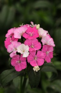dianthus_amazon_rose_magic_2.jpg