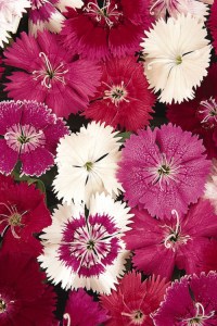 dianthus_ideal_select_mix