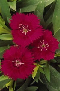 dianthus_ideal_select_red