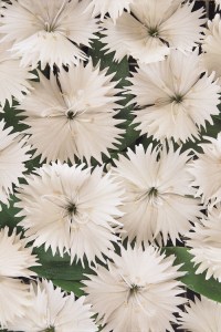 dianthus_ideal_select_white