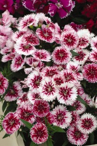 dianthus_ideal_select_white_fire2