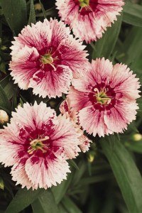 dianthus_ideal_select_white_fire