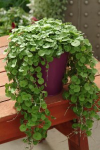 dichondra_emerald_falls