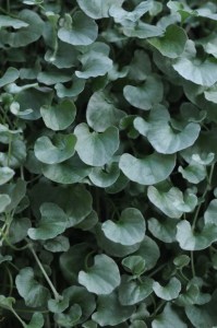 dichondra_silver_falls2