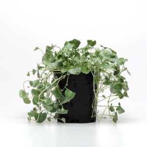 dichondra_silver_falls