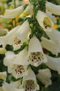 digitalis_dalmatian_cream