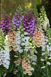 digitalis_dalmatian_mix
