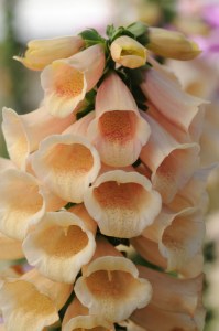 digitalis_dalmatian_peach