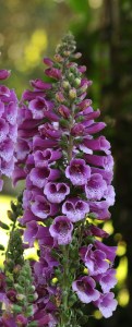 digitalis_dalmatian_purple3