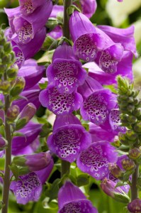 digitalis_dalmatian_purple