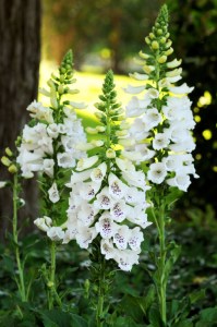 digitalis_dalmatian_white2