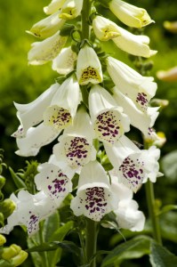 digitalis_dalmatian_white6