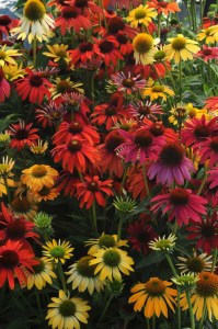 echinacea_cheyenne_spirit