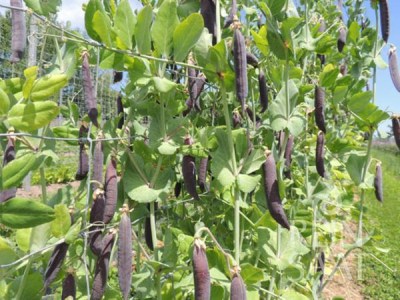 er012_blauwschokker_web1_600