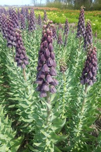 fritillaria-persica-purple-favorite-18-208