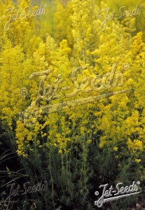 GALIUM verum, Lipkavec syridlový