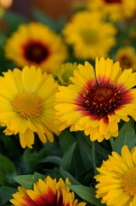 gaillardia_mesa_bicolor4
