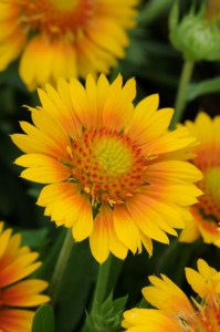 gaillardia_mesa_peach2