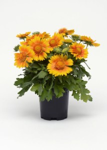 gaillardia_mesa_peach
