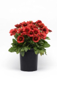 gaillardia_mesa_red2