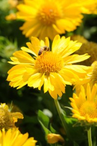 gaillardia_mesa_yellow3