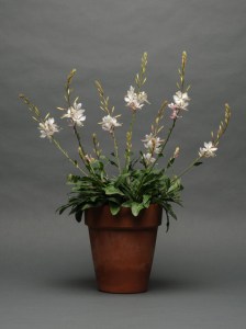 gaura_sparkle_white