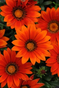 gazania_new_day_bronze