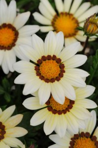 gazania_new_day_white