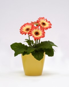gerbera_revolution_bicolor_red_lemon.jpg
